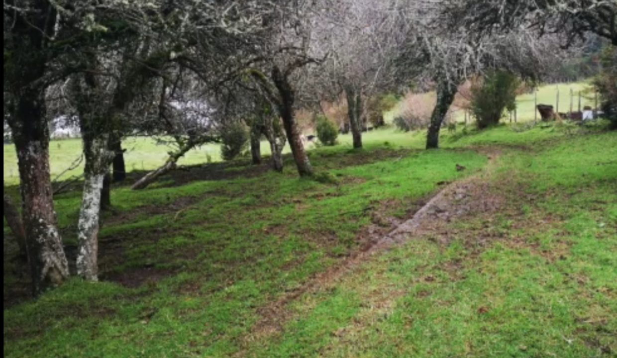 LIUCURA3