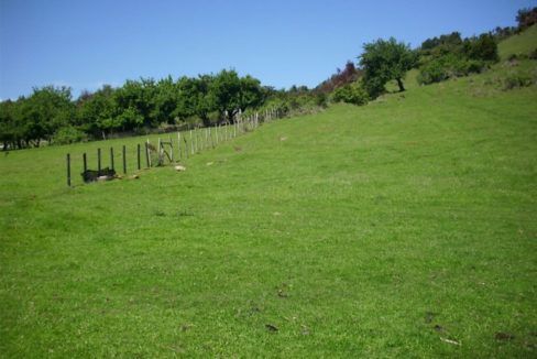 LIUCURA7