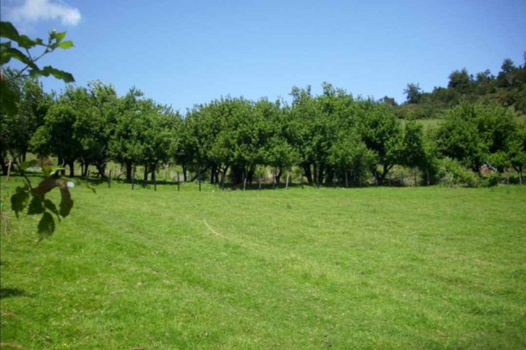 LIUCURA9