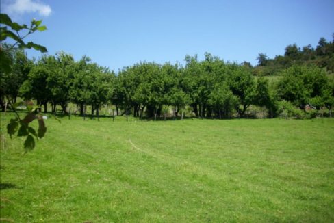 LIUCURA9